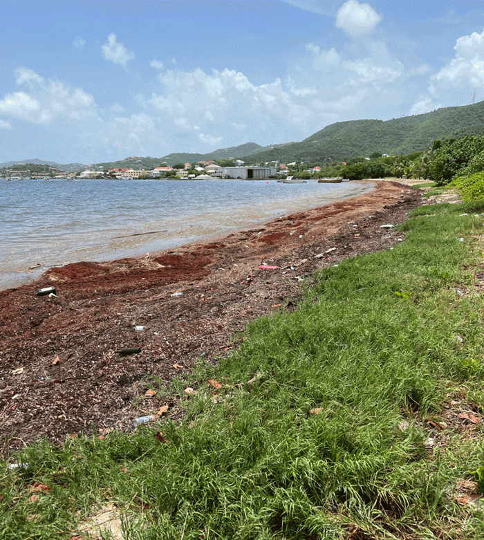 OR&R Supporting Response to Sargassum in St. Croix, U.S. Virgin Islands